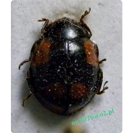 Adalia decempunctata (Linnaeus, 1758) Biedronka dziesięciokropka